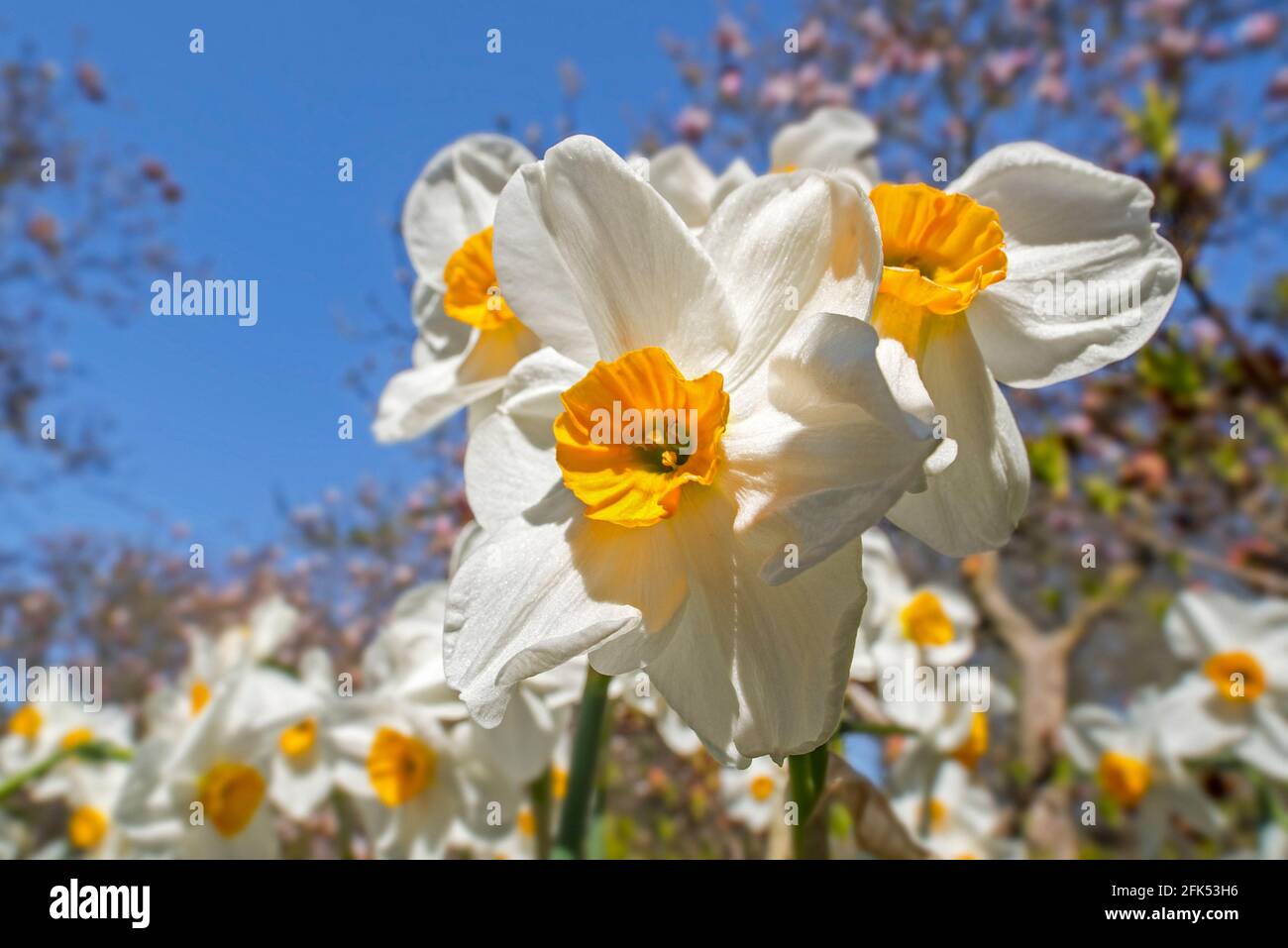 Narcissus Geranium blüht im Blumengarten im Frühjahr und Zeigt weiße Tepalen und gelbe Corona/Paraperigonium Stockfoto