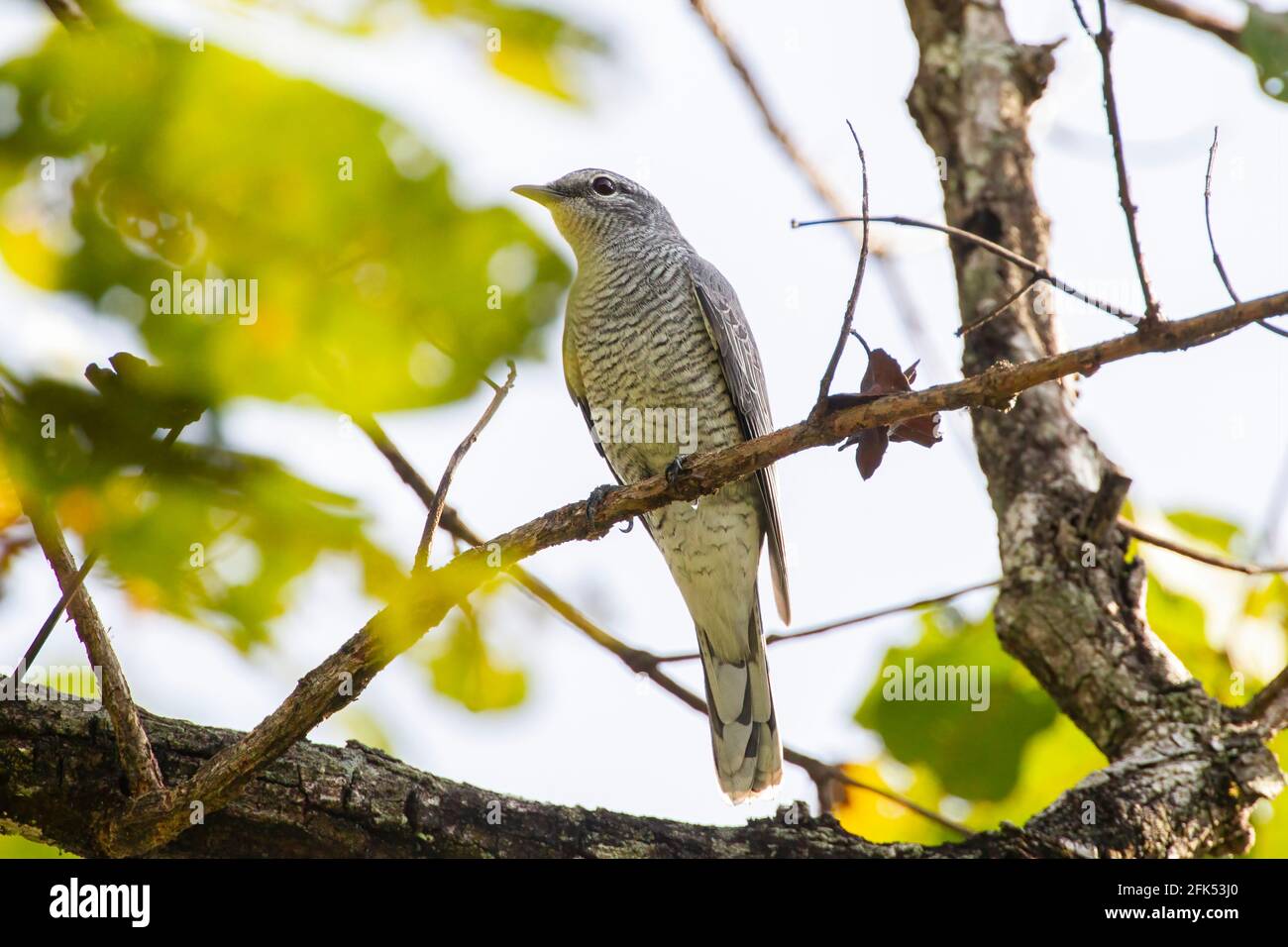 Indochinesischer Kuckuckswürger, Lalage polioptera, alleinerziehende Hündin, die auf einem Ast eines Baumes thront, Yok Dom, Vietnam Stockfoto