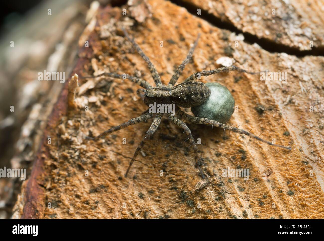 Weibliche gefleckte Wolfsspinne, Pardosa amentata mit Eggsack auf Holz Stockfoto