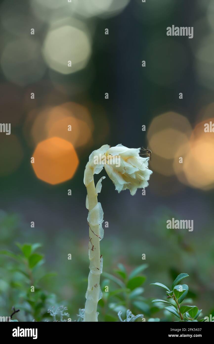 Holländerpfeife, Monotropa hypopitys Stockfoto