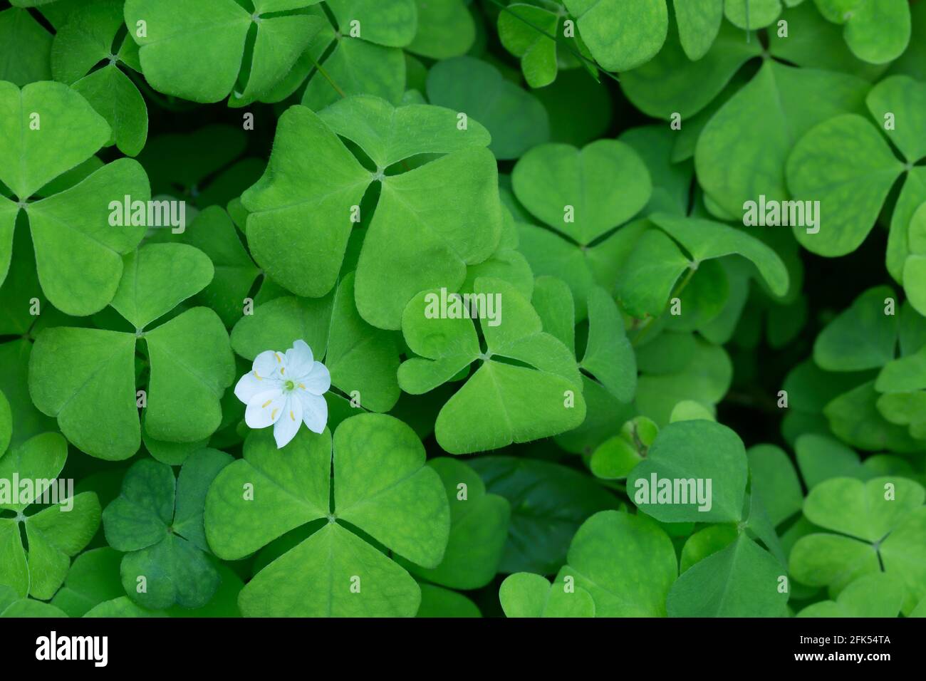 Gewöhnlicher Waldschnepfe, Oxalis acetosella Blätter und Blüten Stockfoto