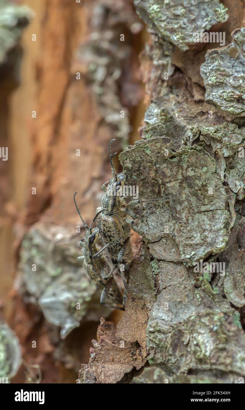 Pappende gerippte Kiefernbohrer, Rhagiuminquisitor auf Holz Stockfoto