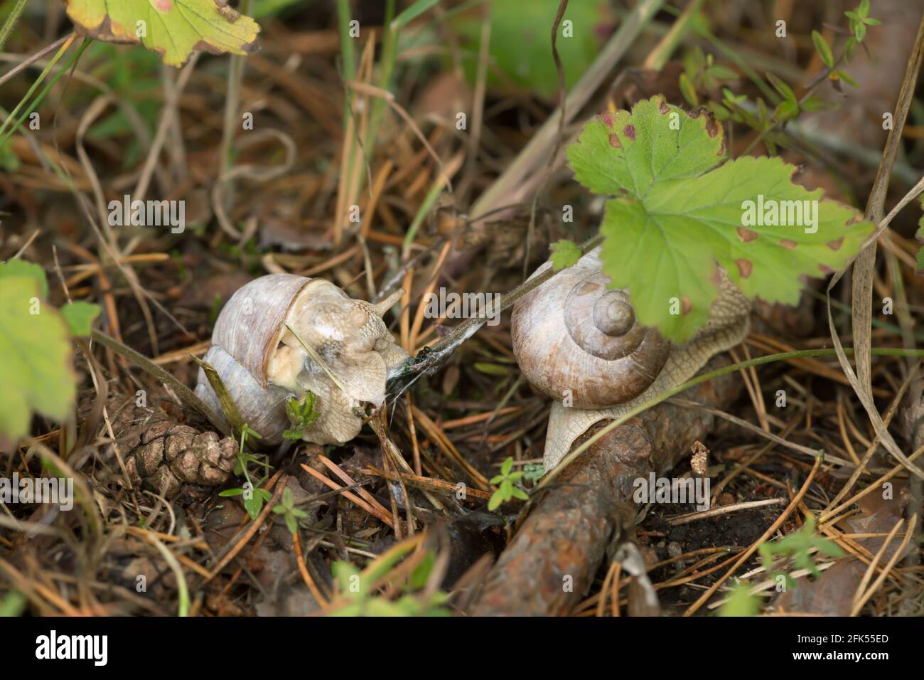 Essbare Burgundi-Schnecken, Helix pomatia in natürlicher Umgebung Stockfoto
