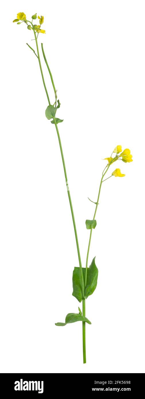 Senfpflanze, Brassica-Pflanze isoliert auf weißem Hintergrund Stockfoto