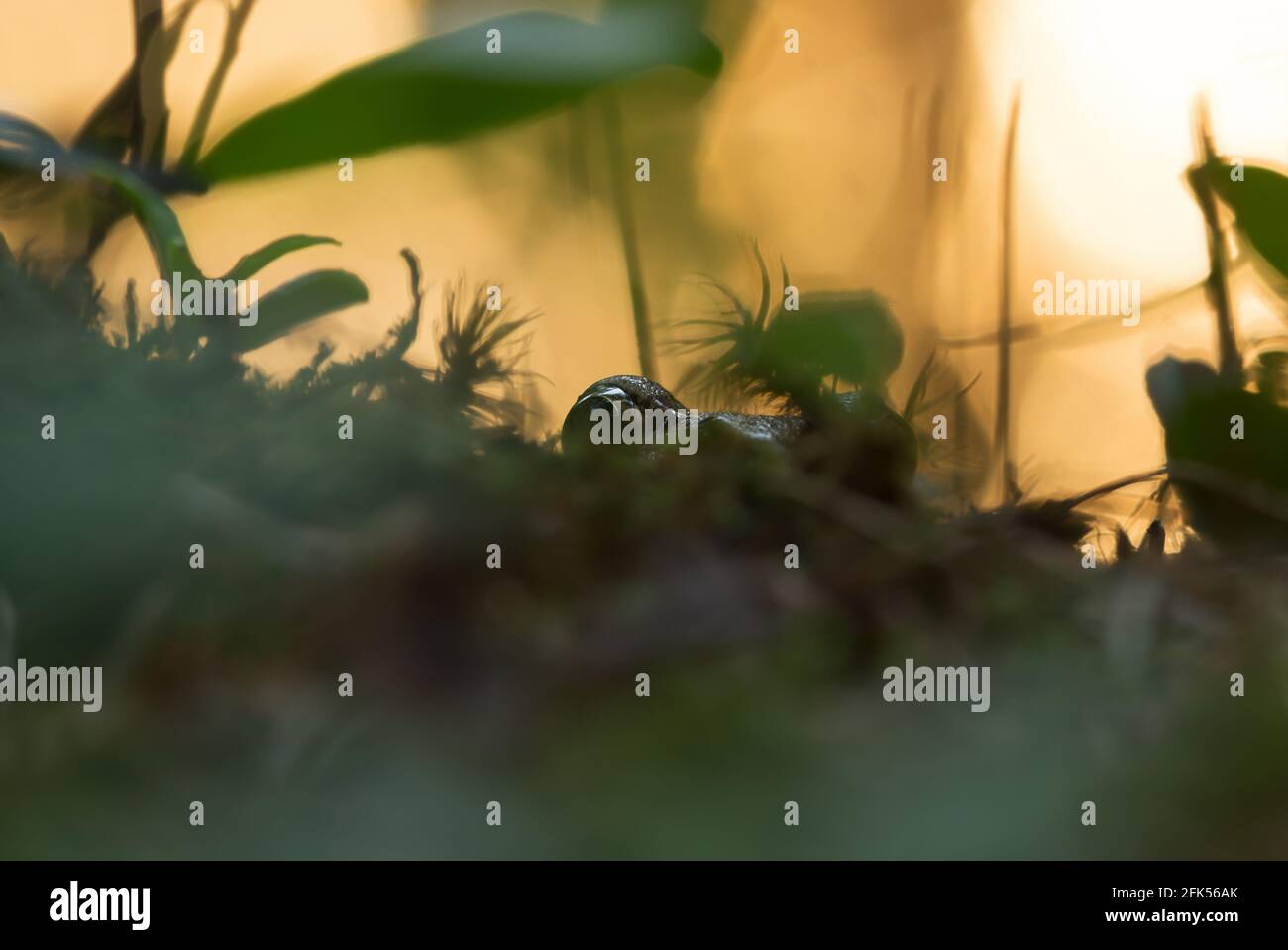 Frosch versteckt in der Vegetation Stockfoto