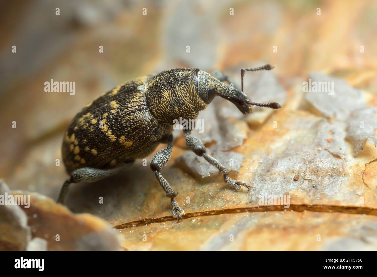 Makrofoto eines Schnauzenkäfers, Hylobius abietis auf Rinde Stockfoto