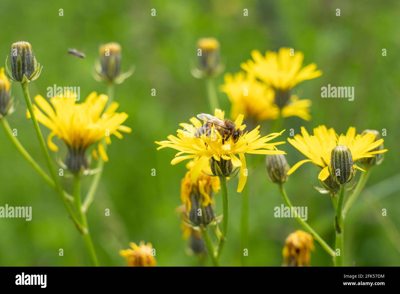 Bienen mit Pollensack auf dem Habichtskraut - gelbe Wildblume - Habichtskraut Stockfoto