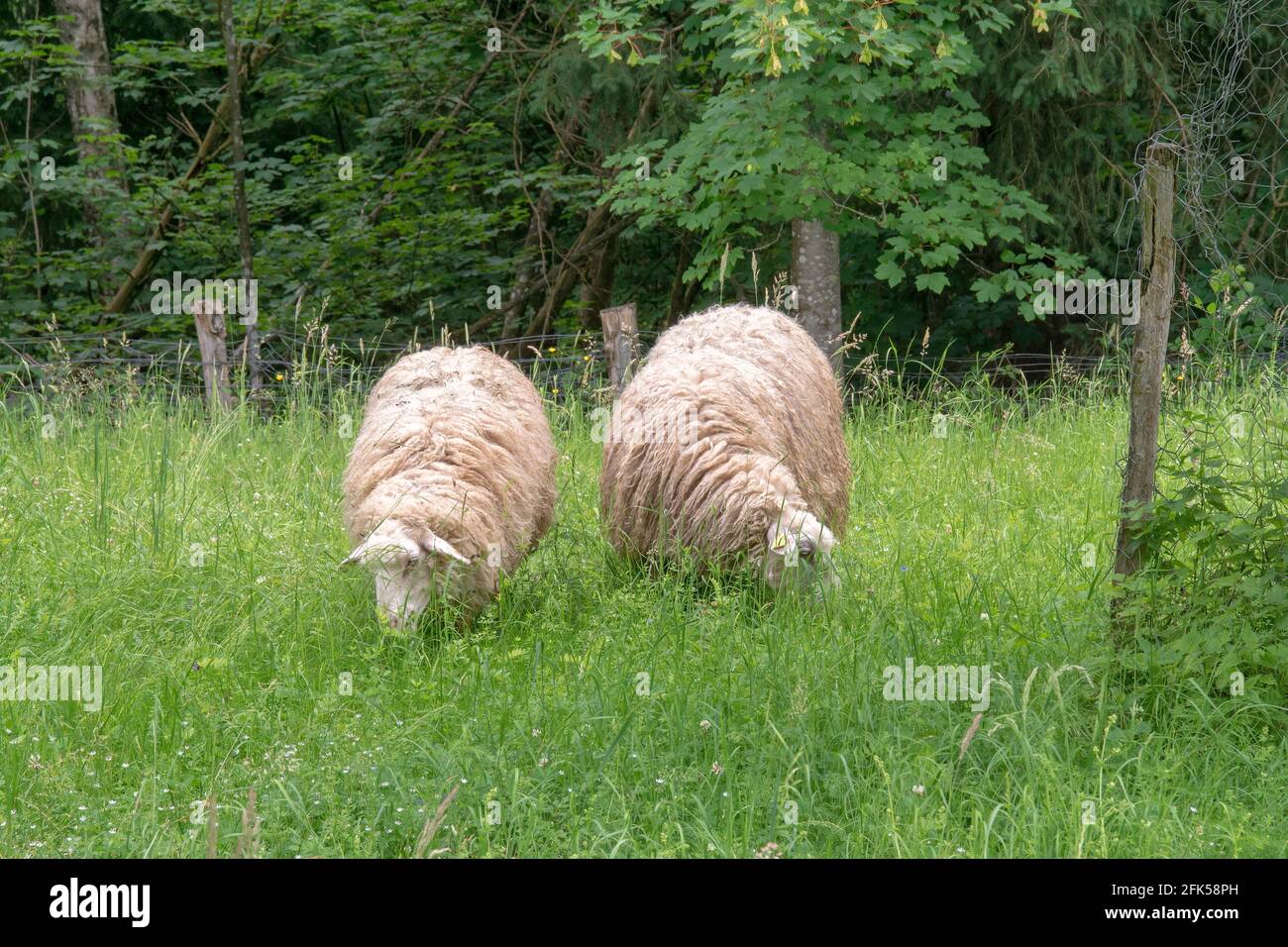 Schaf auf der üppigen Weide im Schönramer Moor - Rupertiwinkel Stockfoto