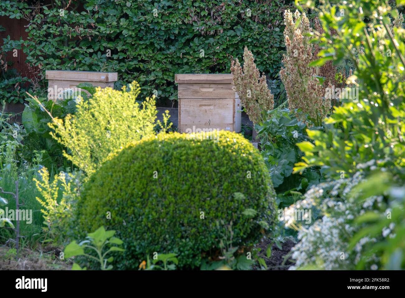 Die Bienenk sten Bienenbeuten Im Garten Stockfotografie Alamy die-bienenk-sten-bienenbeuten-im-garten-stockfotografie-alamy