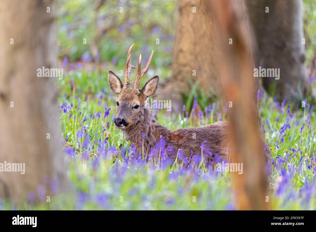 Wild Roe Deer Buck legt sich in bluebells, Wald auf Caterham Woldingham Grenze. Stockfoto