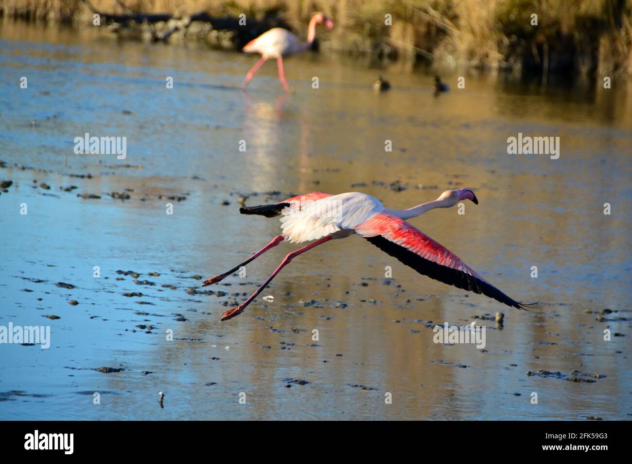 Ein Größerer Flamingo, der über eine Lagune fliegt Stockfoto