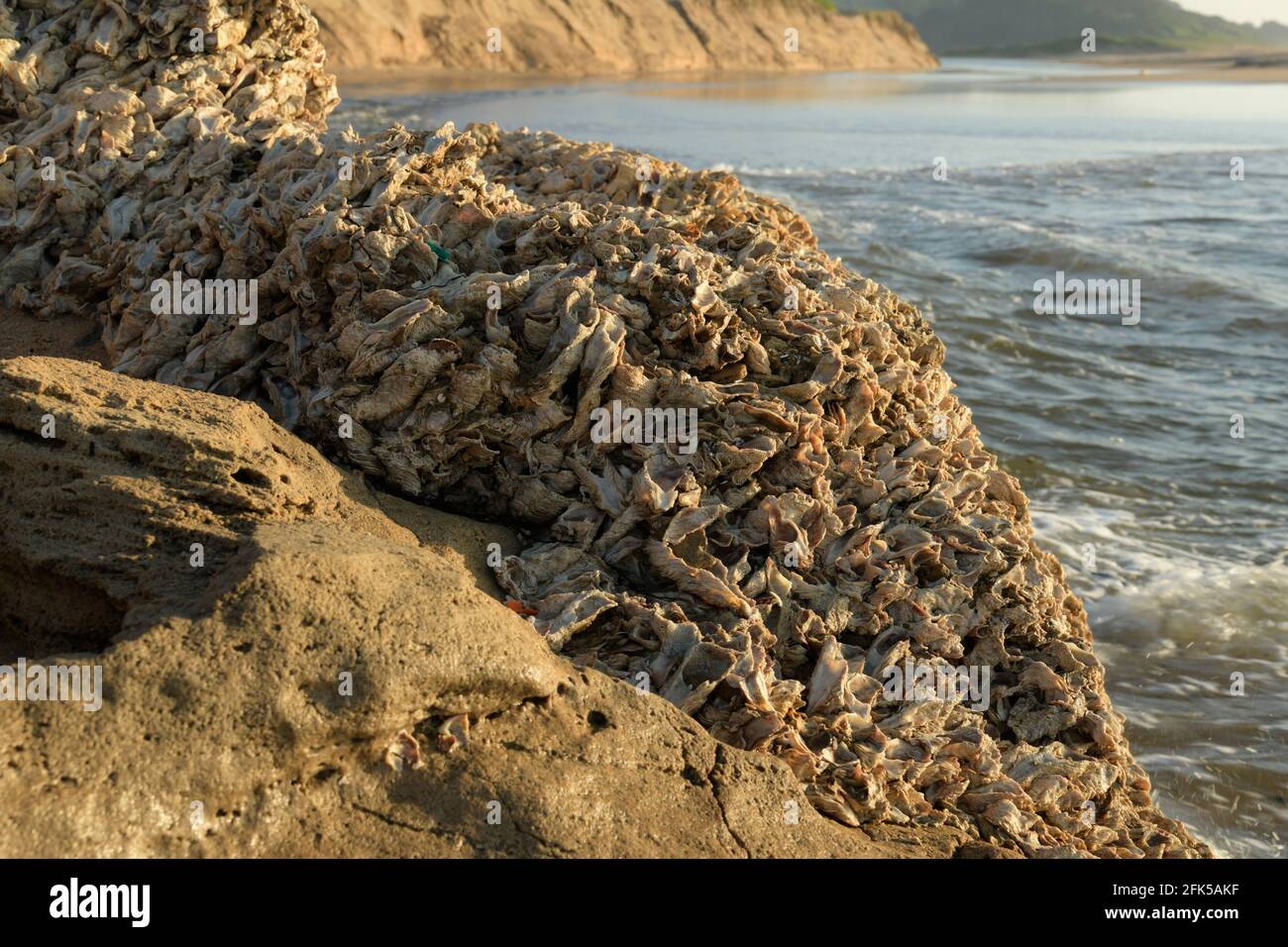 Sammlung, tote Weichtiere am Strand, Karbonatfusion, Austernschalen, Fluss Ohlanga, Durban, Südafrika, Verkalkung, Exoskelett midden Stockfoto