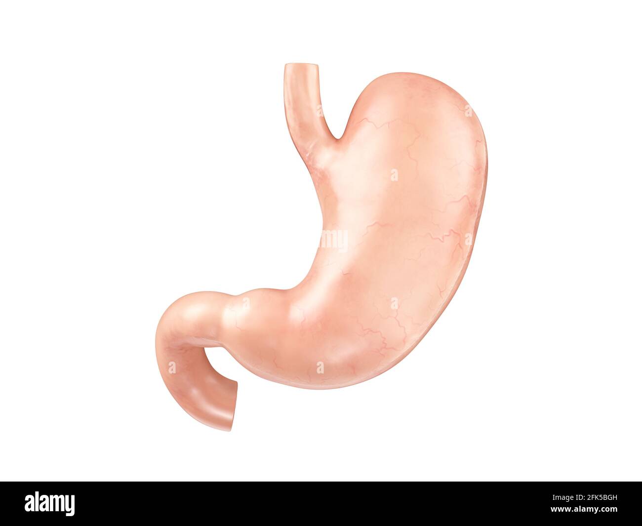 Anatomisch genaue realistische 3d-Darstellung des menschlichen inneren Organs - Magen mit Duodenum isoliert auf weißem Hintergrund Stockfoto