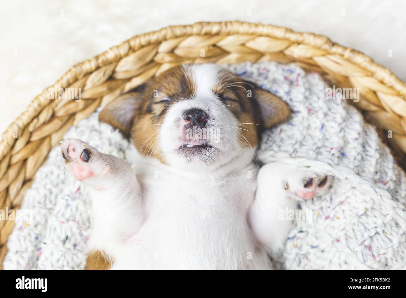 Porträt eines neugeborenen Buben russell Terrier Welpen schlafen in einem Korb, Draufsicht. Stockfoto