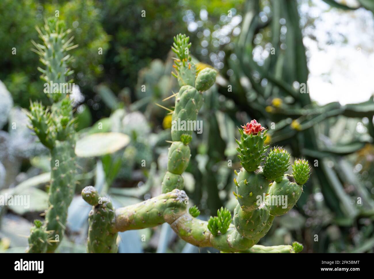 Baum Cholla Kaktus im Los Angeles Zoo Stockfoto