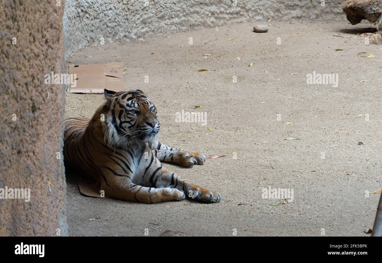 Sumatra-Tiger im Los Angeles Zoo Stockfoto