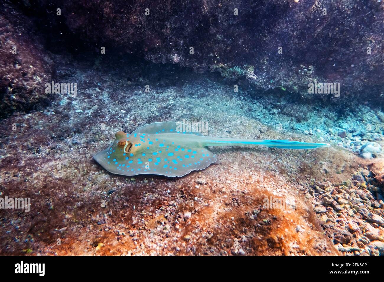 Blau getupfter Stingray auf Sandbootom im Roten Meer Stockfoto