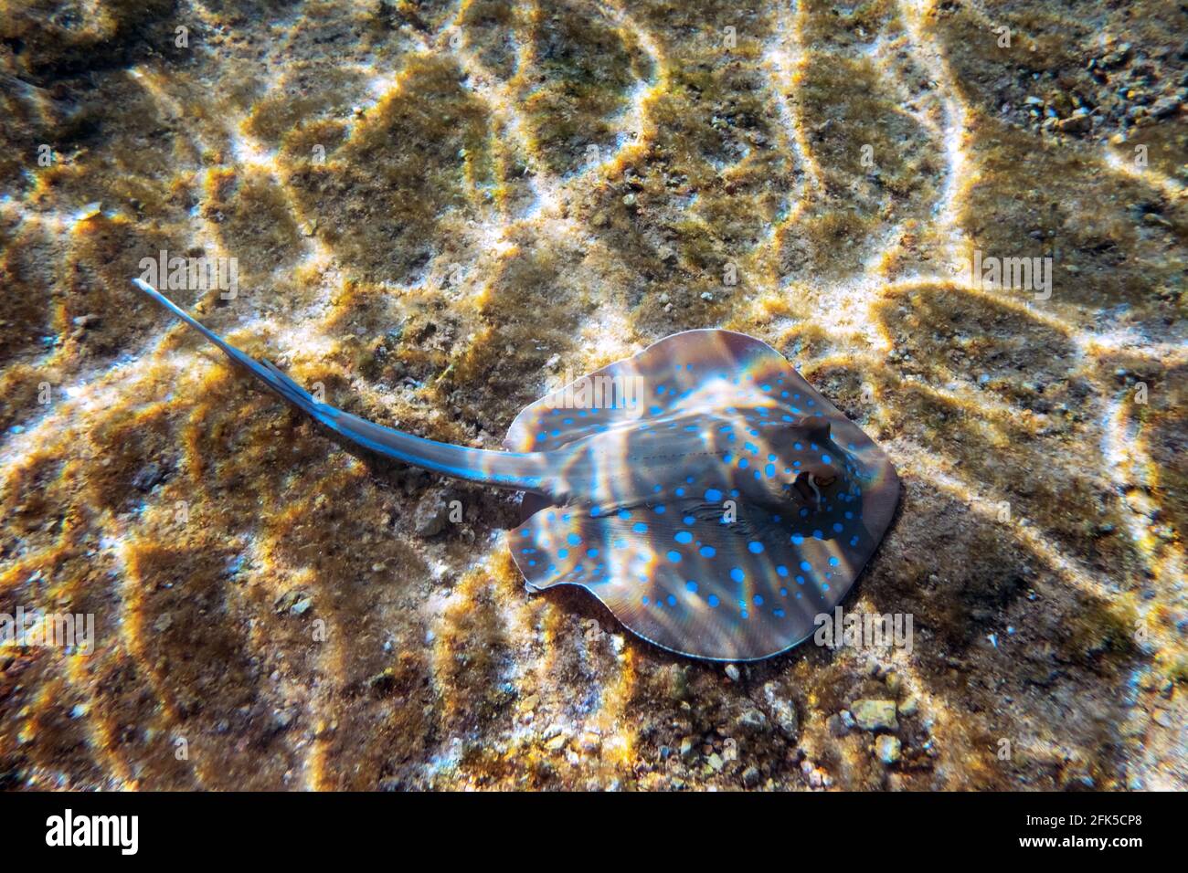 Blau getupfter Stingray auf Sandbootom im Roten Meer Stockfoto