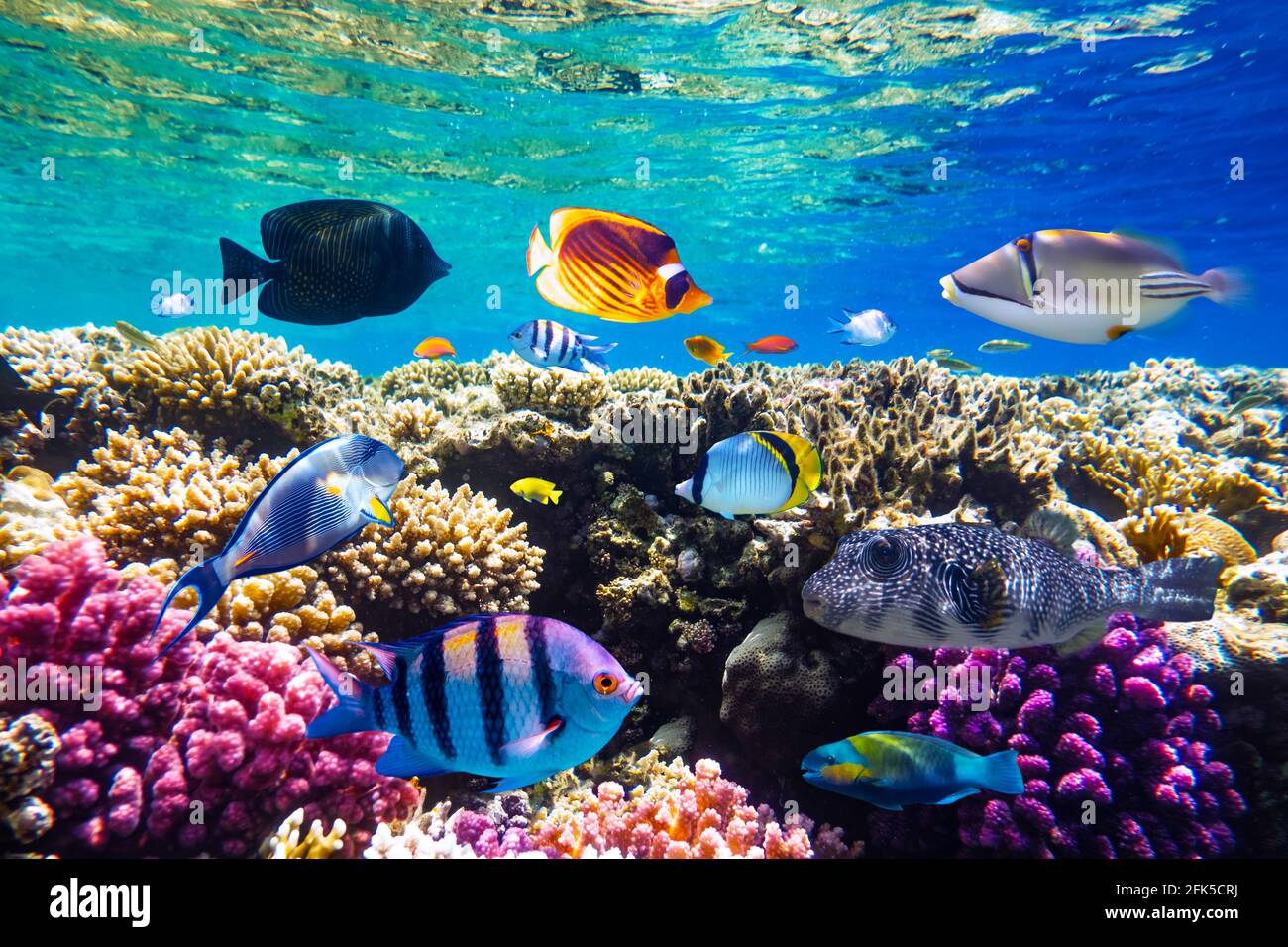 Verschiedene tropische Fische auf einem Korallenriff in den Roten Meer Stockfoto