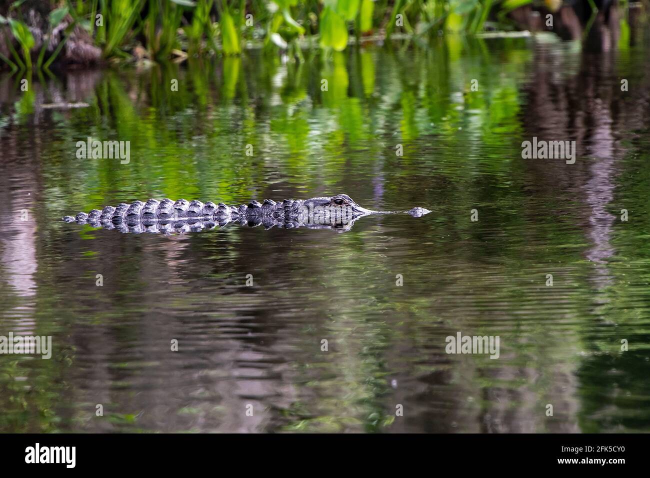 Florida Alligator im Wakulla River im Norden Floridas Stockfoto