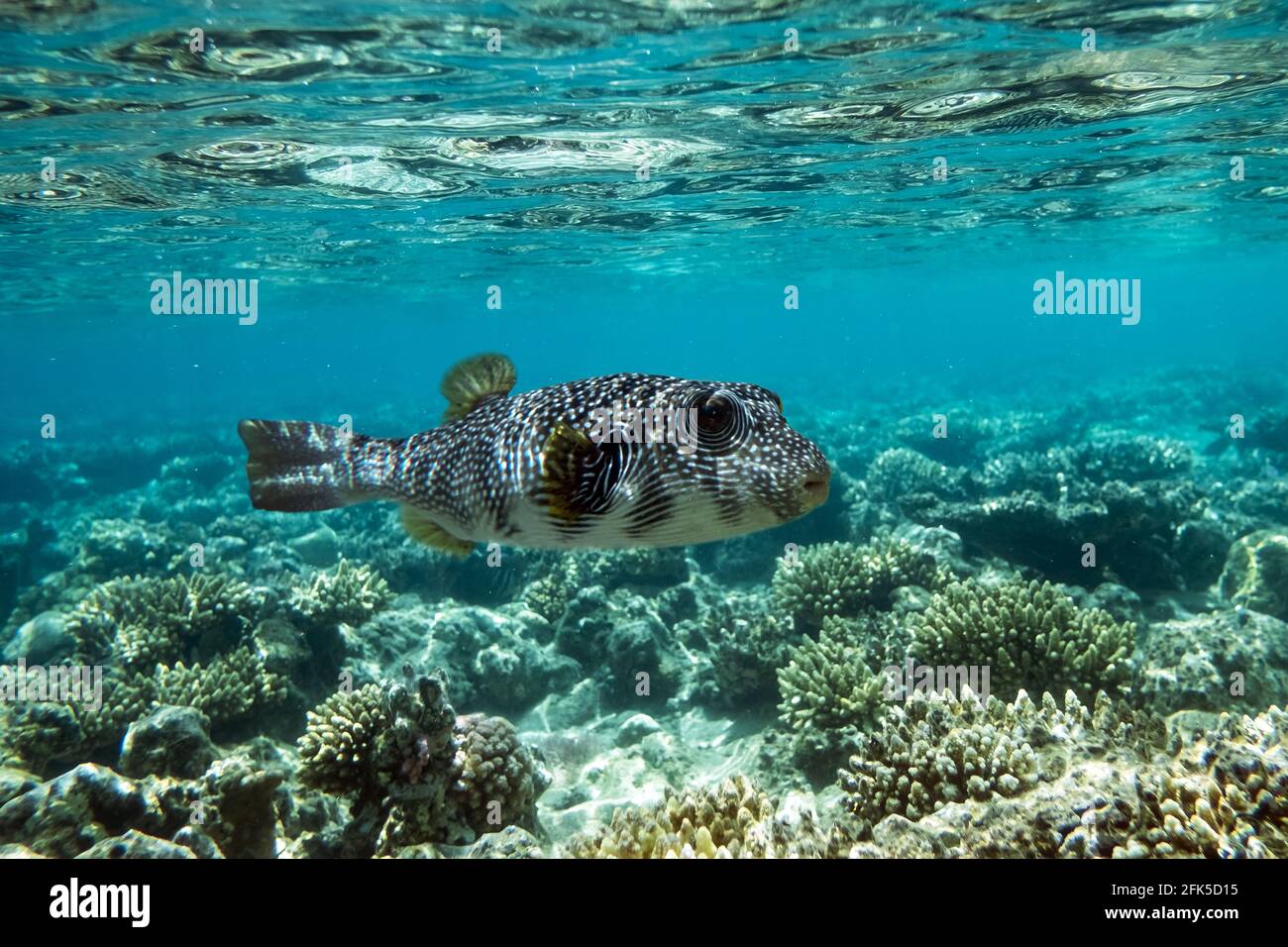 Kugelfische auf einem Korallenriff im Roten Meer Stockfoto