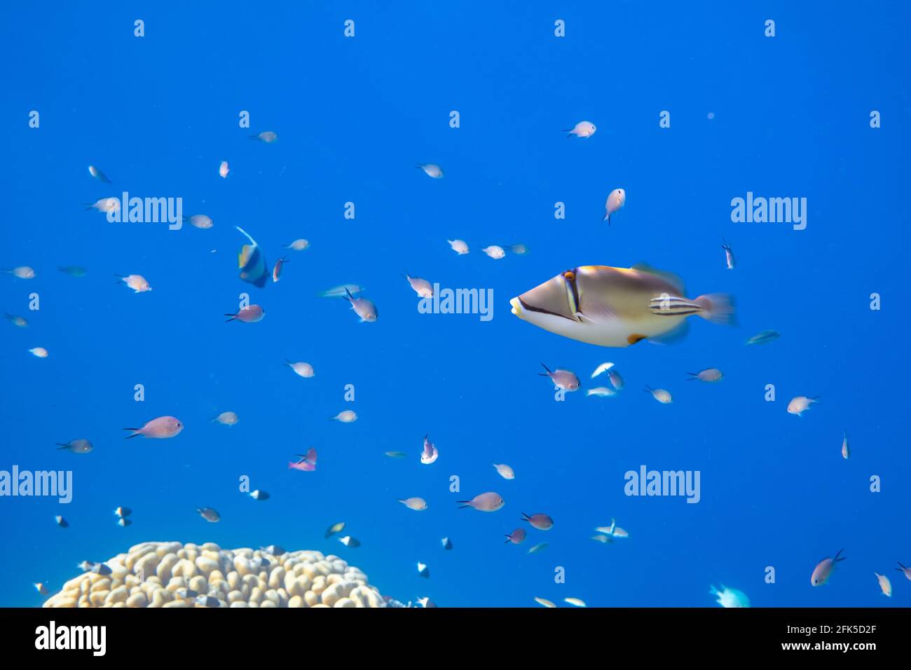 Picasso fischt auf einem Korallenriff im Roten Meer Stockfoto