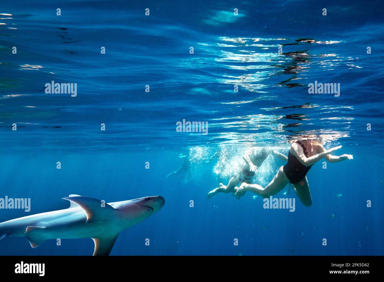 Gruppe von Menschen, die mit Walhaien schnorcheln Stockfoto