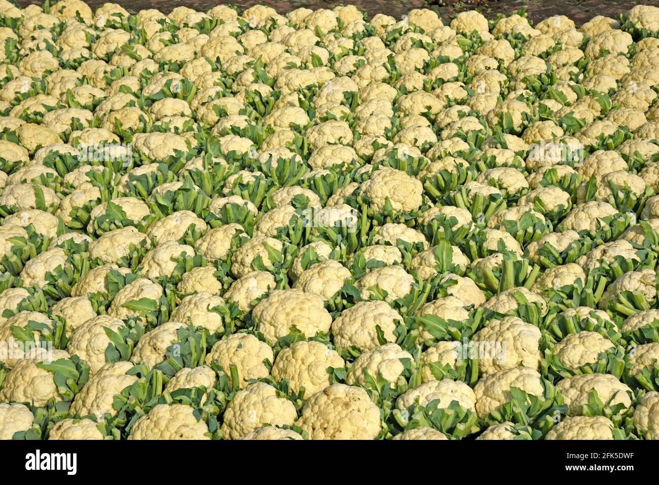 Blumenkohl frische und rohe grüne Blätter. Stockfoto