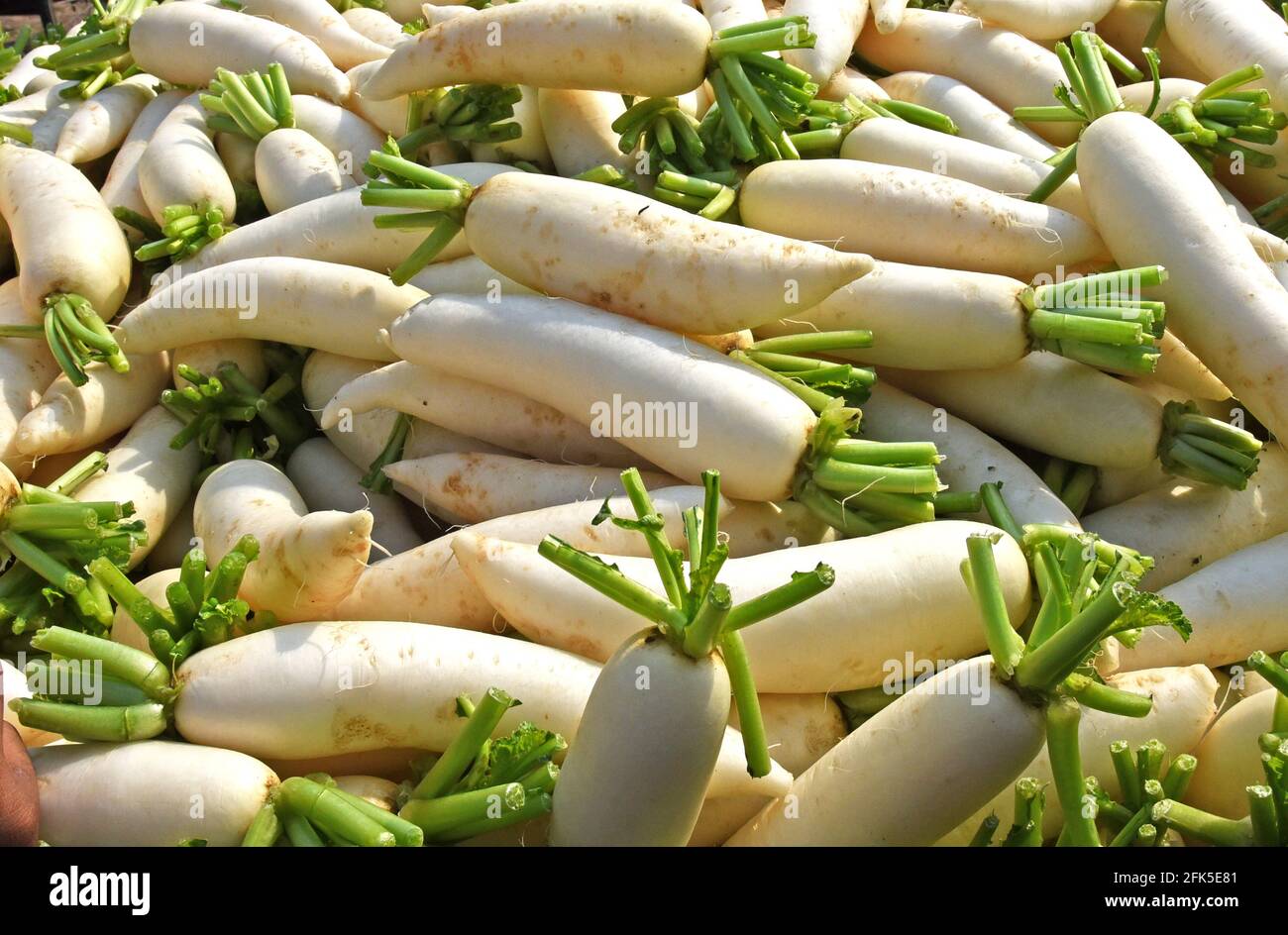 Gruppe und frischen Rettich auf dem Markt. Stockfoto