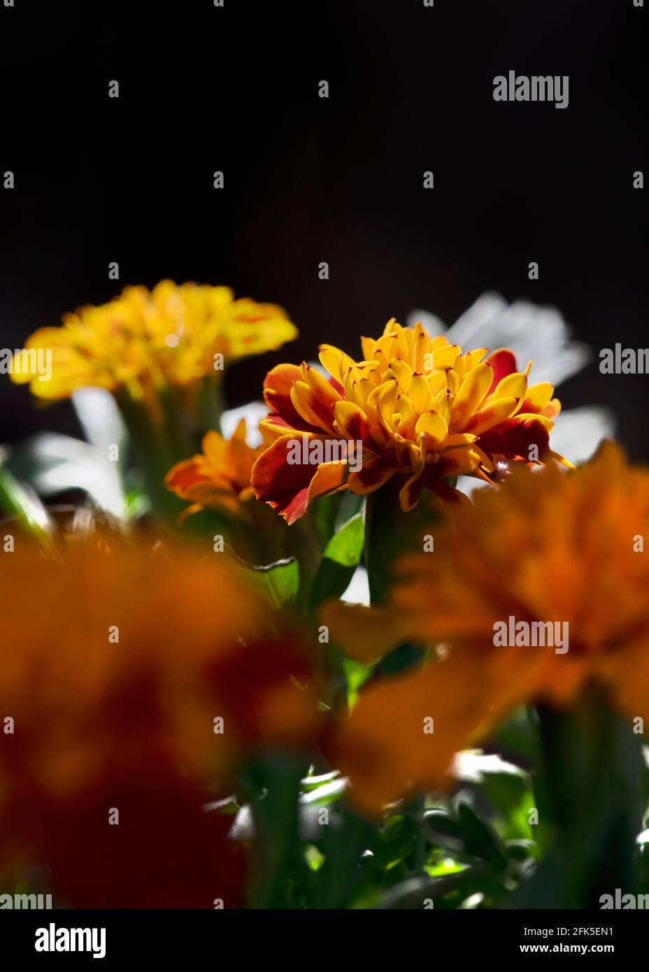Ringelblumen für pflanzliche Begleiter Pflanzung, Grenzen oder Blumenbeete vertikal in geringer Tiefe des Feldes Bokah Hintergrund für die Verwendung von Kopierraum abgebildet Stockfoto