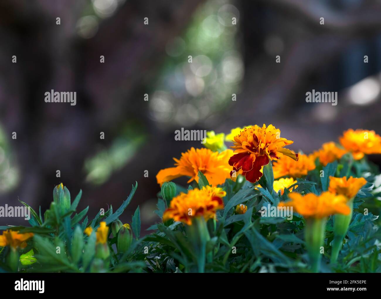 Nahaufnahme Fokus auf eine einzelne Ringelblume in einem Garten mit umliegenden Pflanzen , Bokah Hintergrund geringe Schärfentiefe für Copy Space Top und s Stockfoto