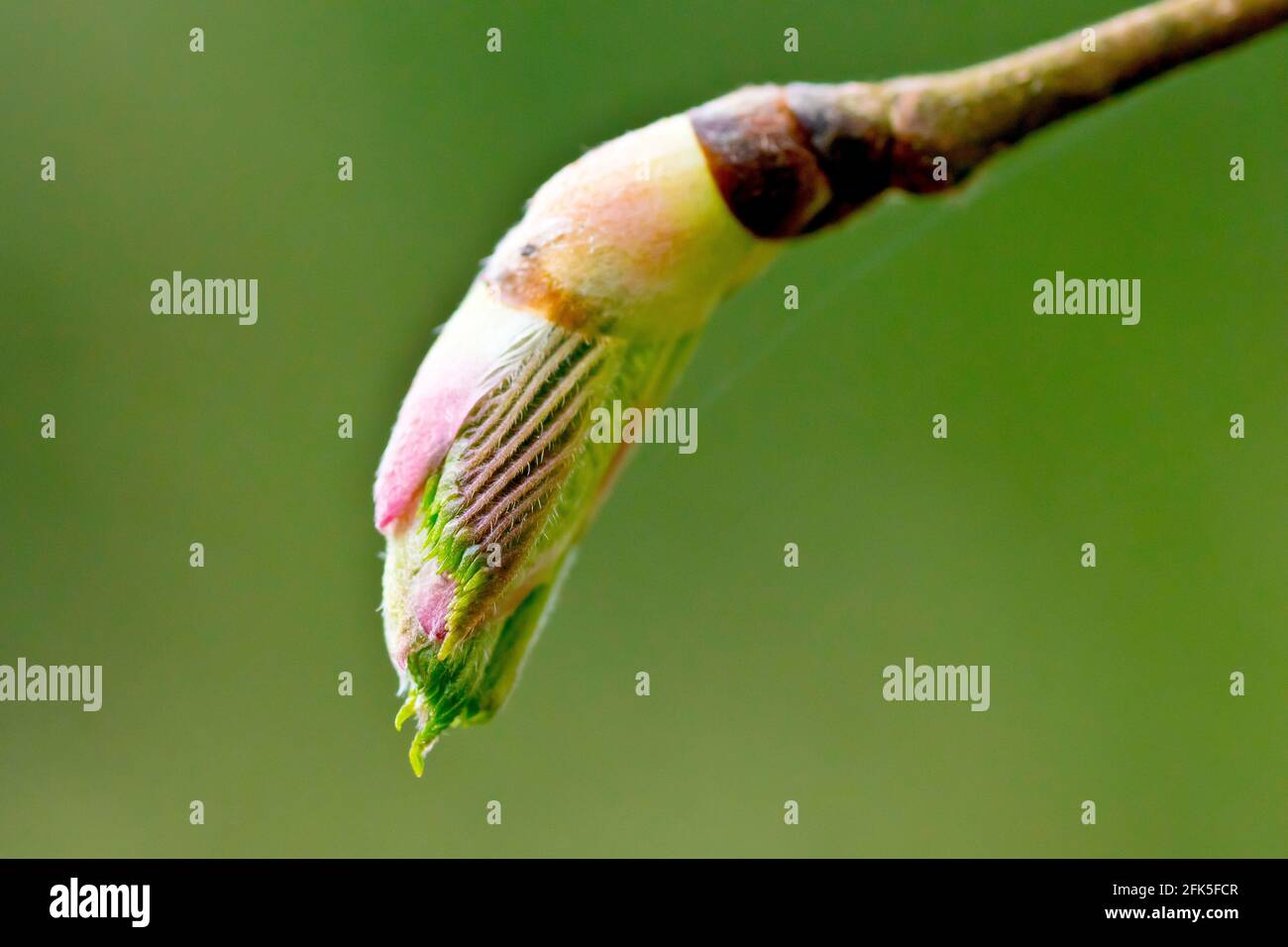 Wych Elm (ulmus glabra), Nahaufnahme eines neuen Blattes, das aus der Knospe am Ende eines Astes hervortritt. Stockfoto