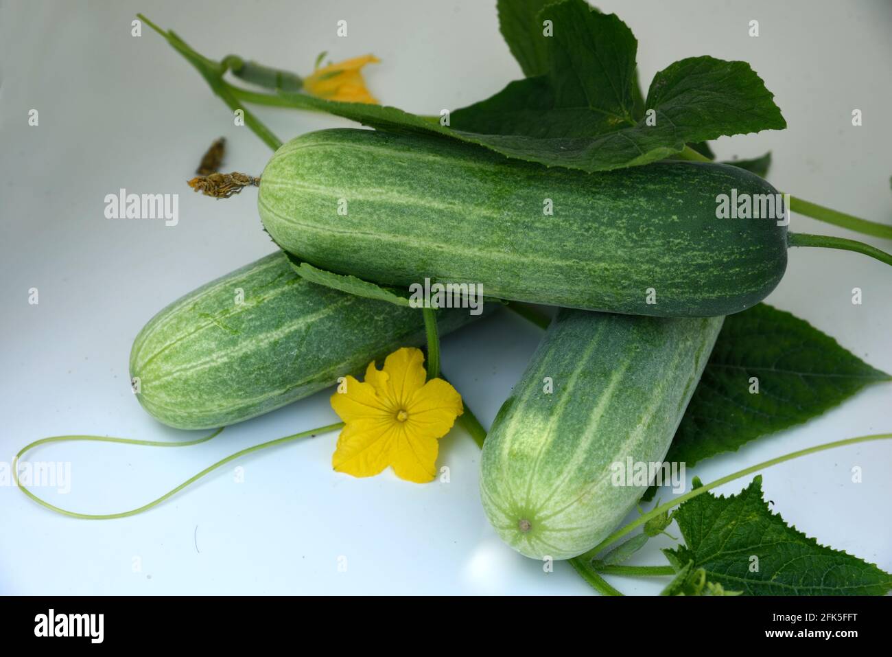 Frisches Gurkengemüse und weißer Rückenschlif Stockfoto