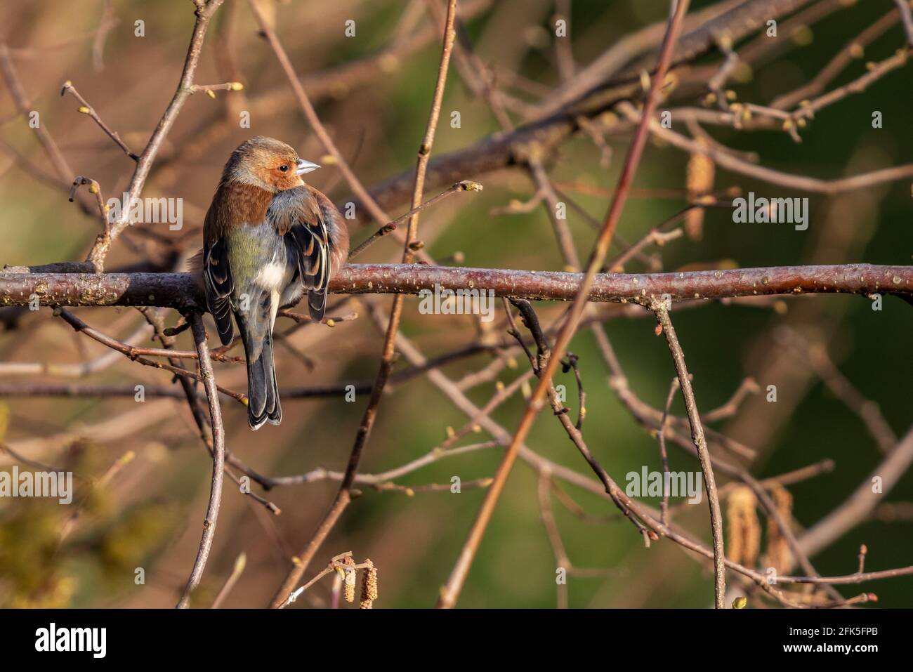 Im Frühjahr auf einem Ast aufschraffinchen Stockfoto