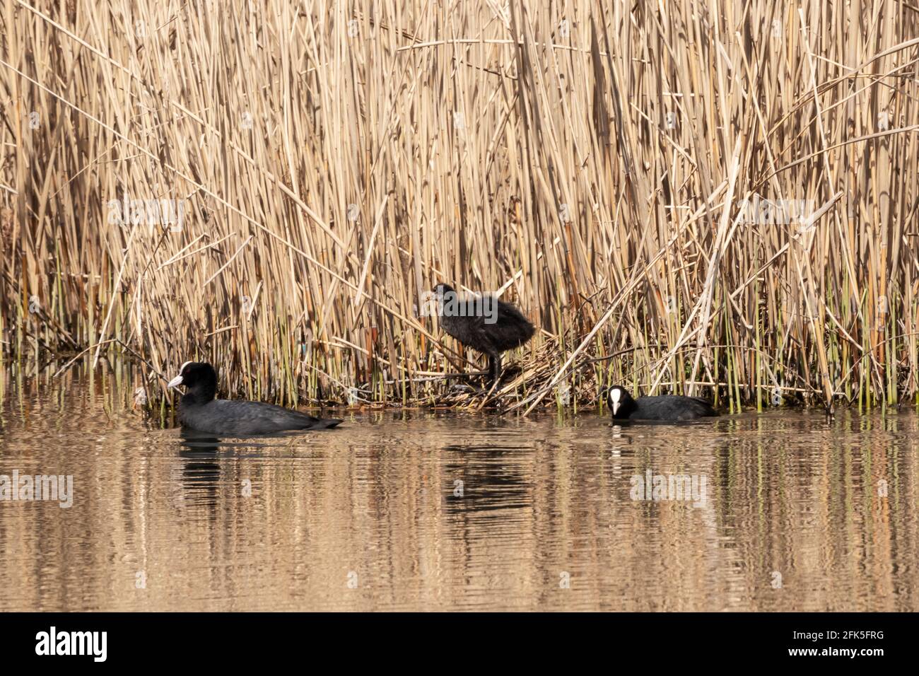 Die Familie der Coots am Teich Stockfoto