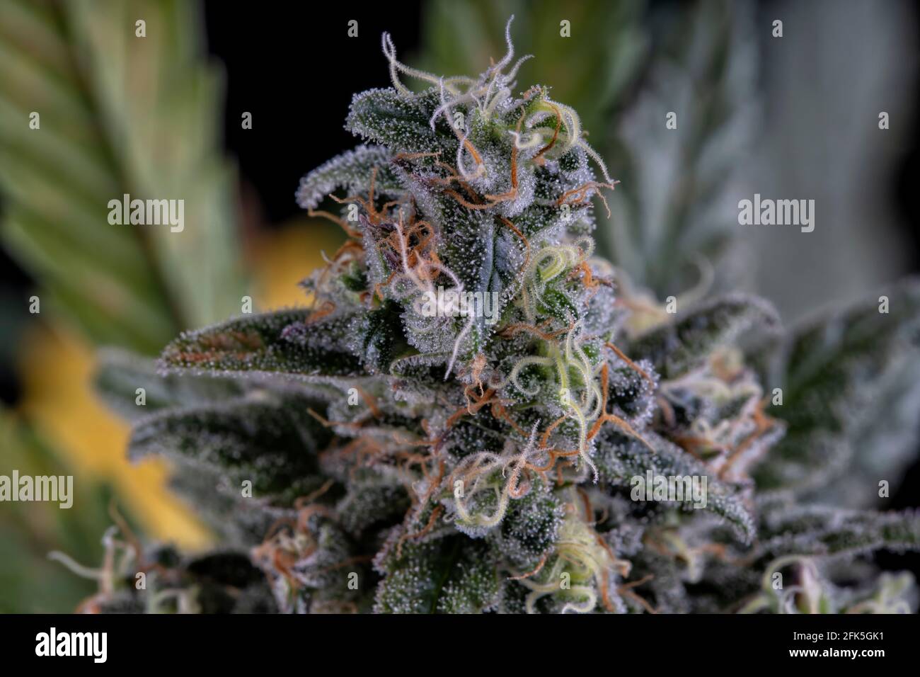 Detail einer Skunk Cannabis Pflanze, die isoliert auf Schwarz blüht. Geboren aus einem feminisierten Samen. Stockfoto