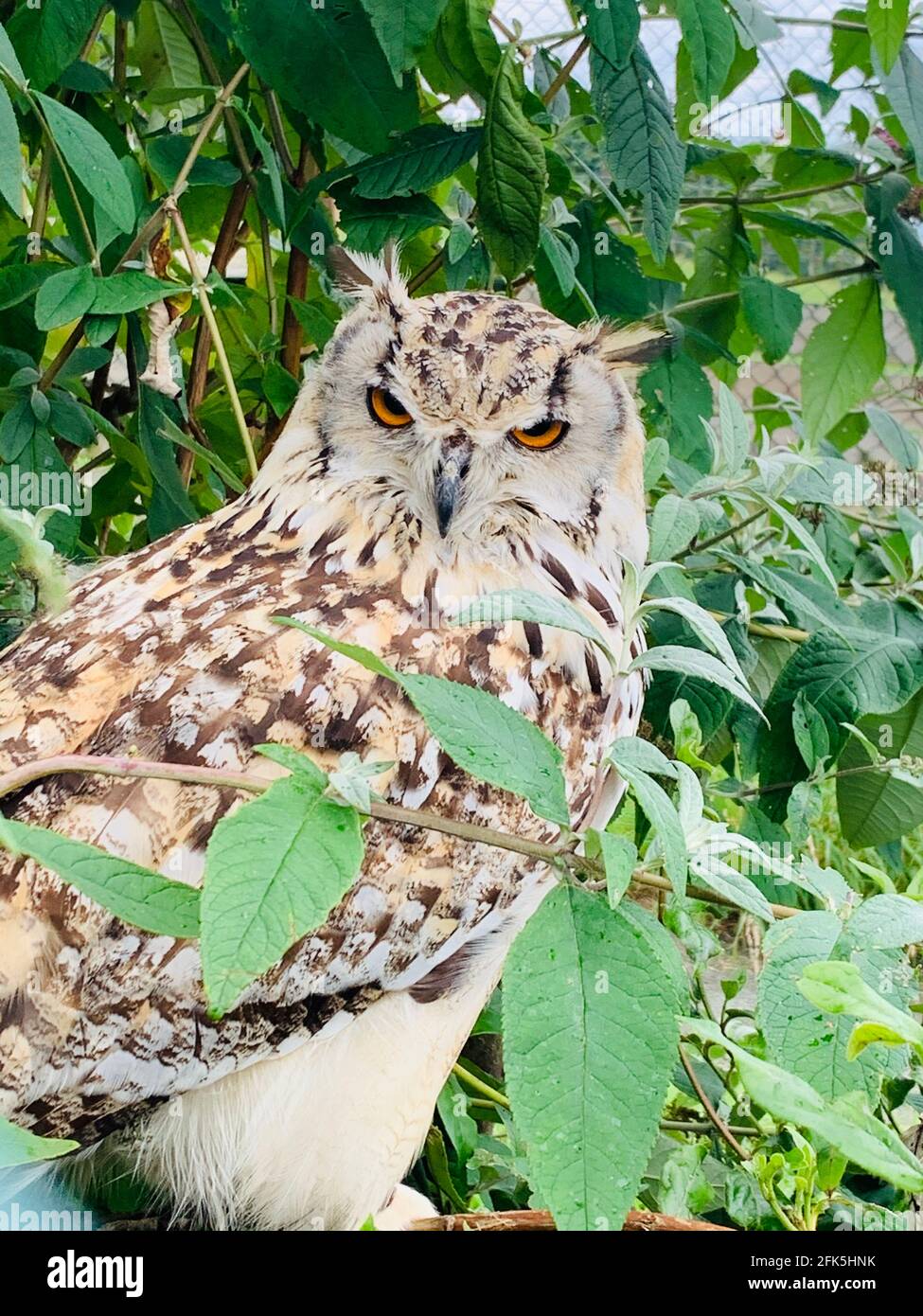 Kurze Eared Owl Stockfoto