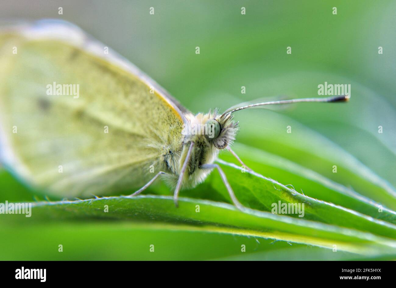 Schmetterling, Makrofotografie Stockfoto