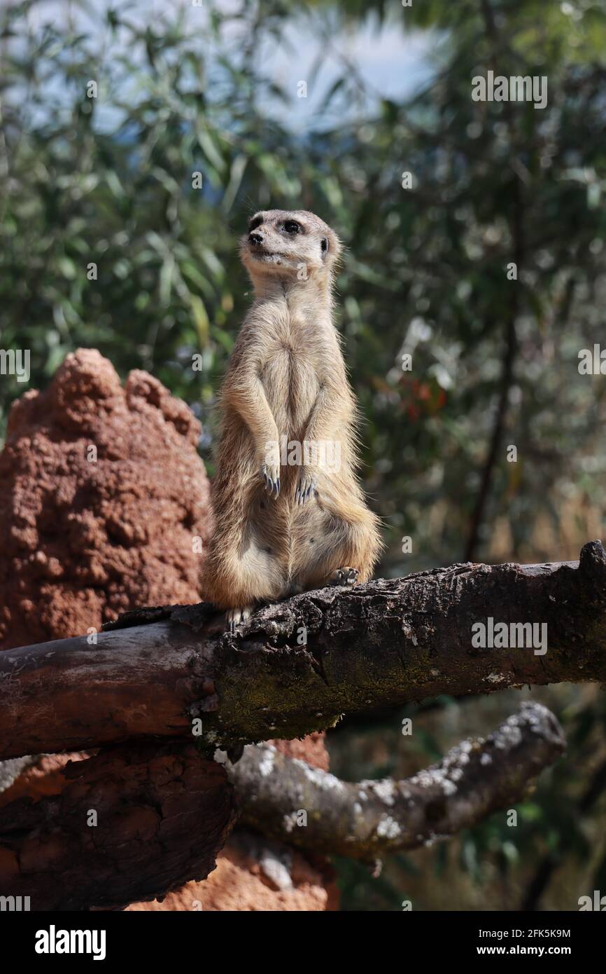 Erdmännchen, die nach Feinden wachen. Suricata suricatta. Stockfoto