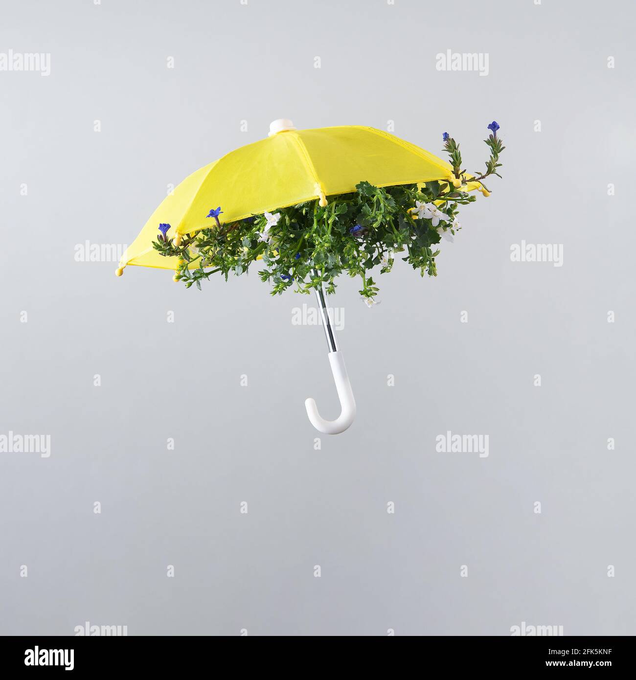 Frühlingsblumenblüte angeordnet innerhalb gelber Regenschirm isoliert auf hellgrauem Hintergrund. Frühlingsmotiv. Quadratisches Layout mit Kopierbereich. Stockfoto