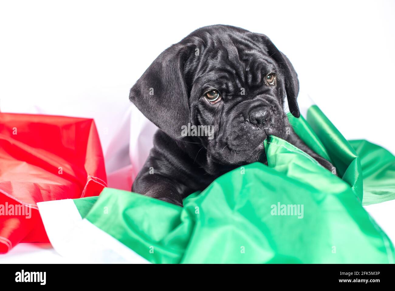 Schwarzer kleiner Rohrhund corso-Welpe nagt eine italienische Flagge Stockfoto