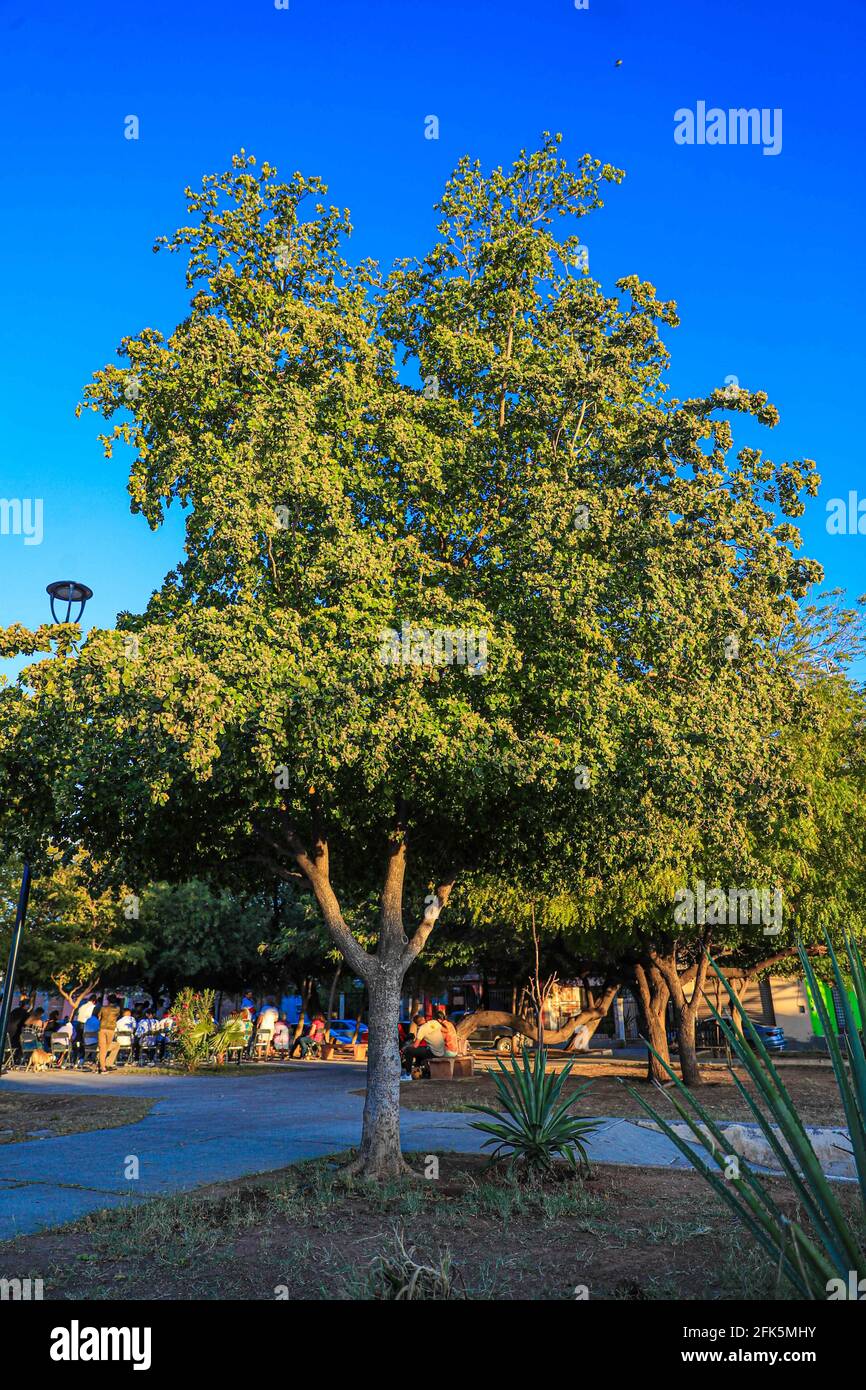 Schwarzer Olivenbaum blht und Bltter im Frhling. (Foto Von Luis  Gutierrez / Norte Photo). Flores y hojas arbol Olivo Negro en la primavera.  (Foto Von Luis Gutierrez/ Norte Photo Stockfotografie - Alamy