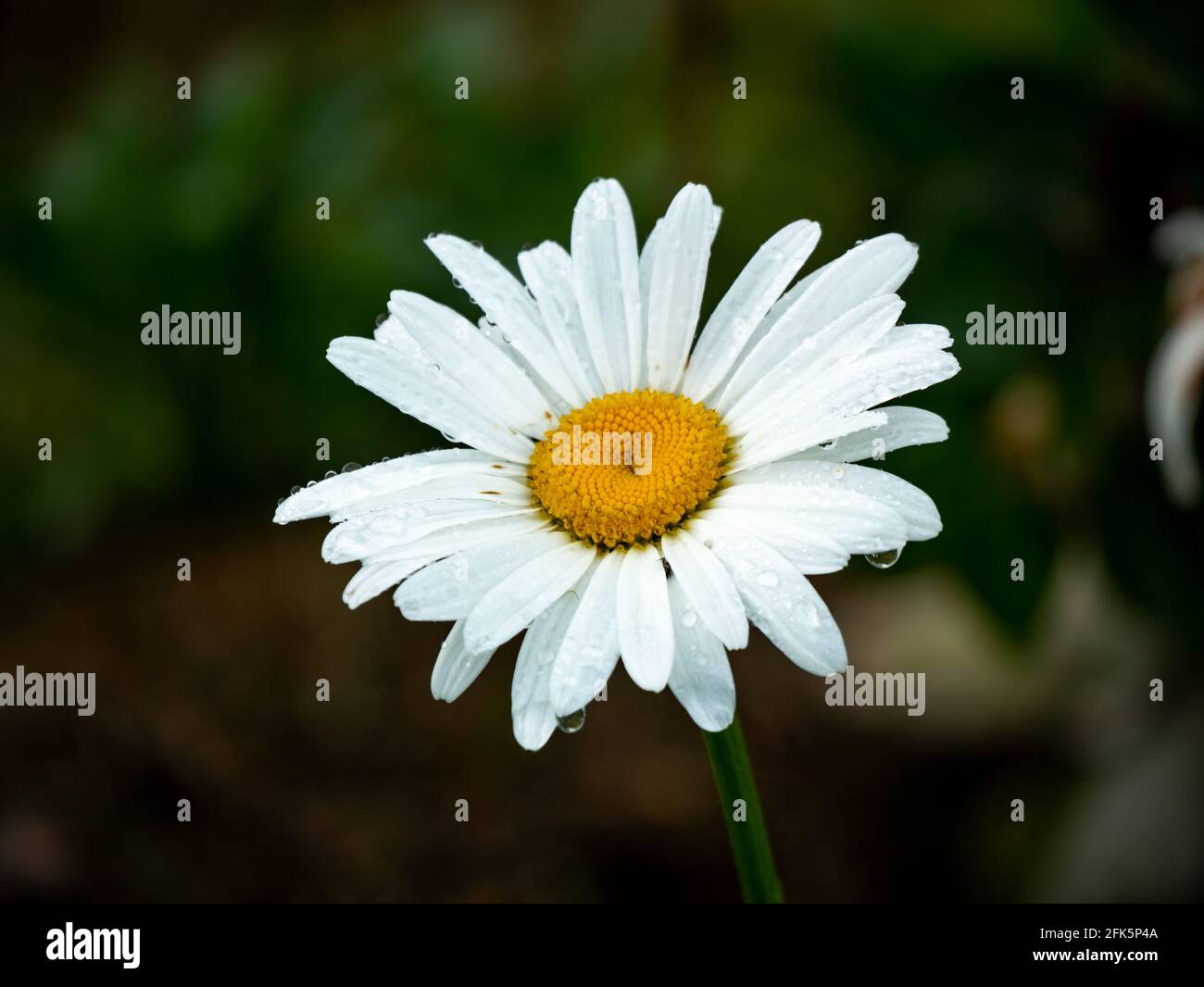 Blume Mit Gelben Blüten 7 Buchstaben Weiße blume mit gelber mitte -Fotos und -Bildmaterial in hoher