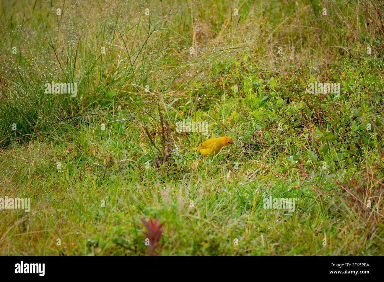 Der Safranfink (Sicalis flaveola), der Gelbe Vogel, sieht etwas im Gras aus Stockfoto