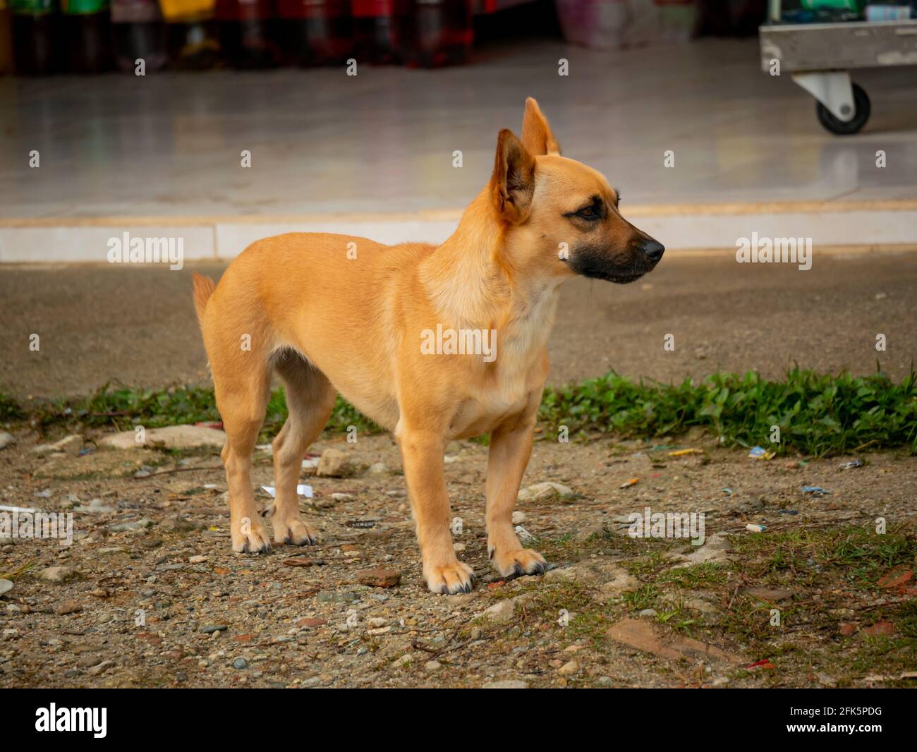 Gelber Mongrel-Hund, der vor einem Lebensmittelgeschäft in Guatape, Kolumbien, steht Stockfoto