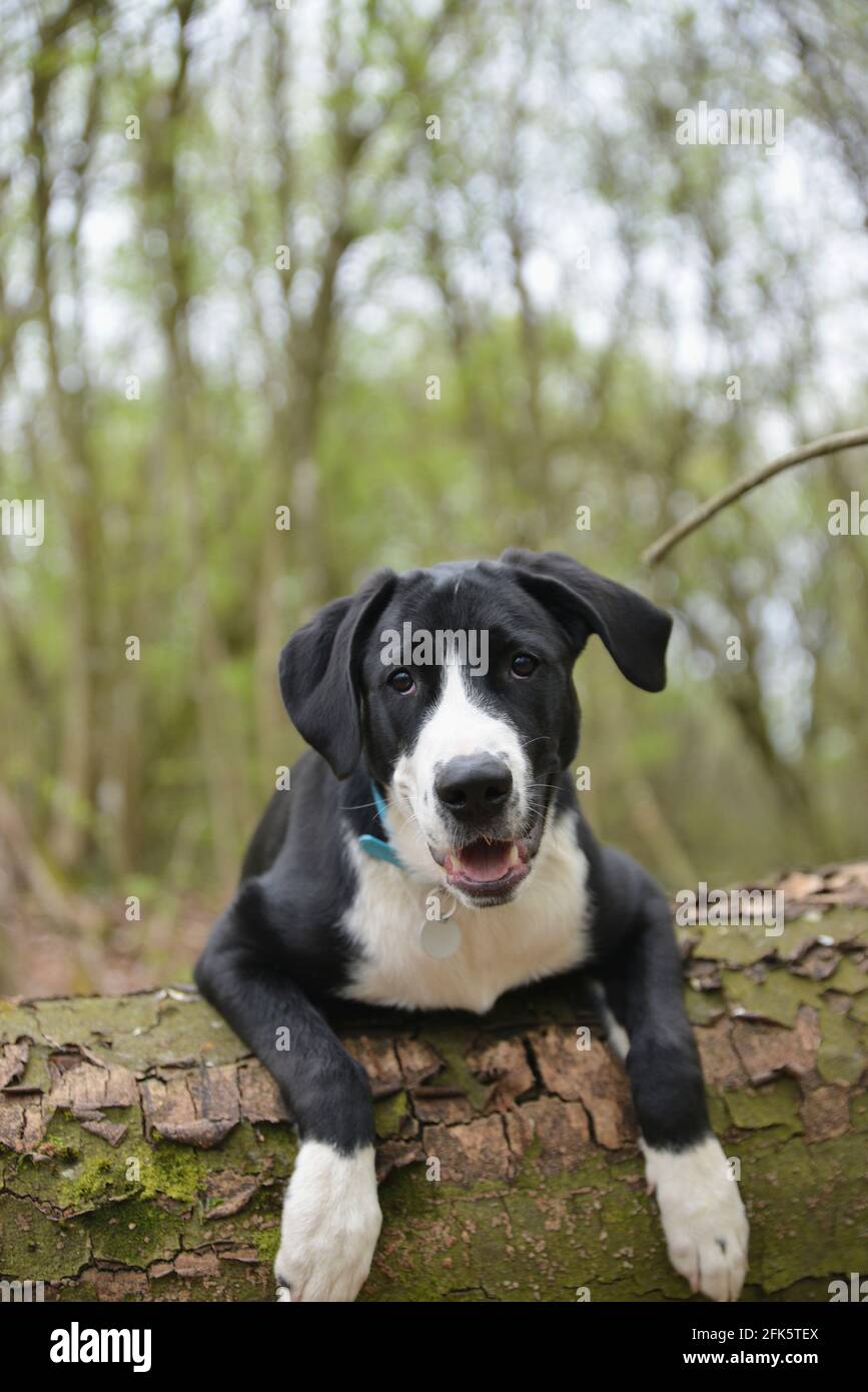 Hund lehnt sich über einen Baumstamm im Wald Stockfoto