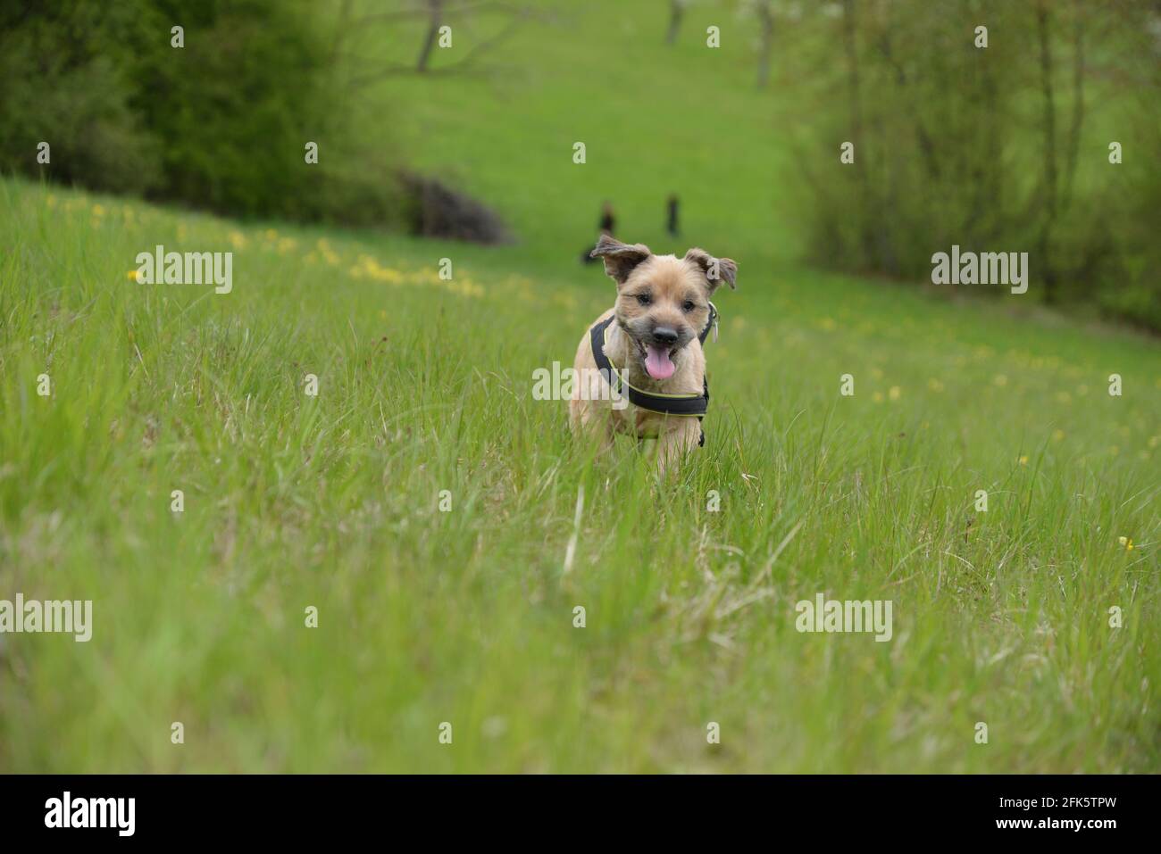 Labrador und Terrier mischen sich auf der Wiesenblumenwiese Stockfoto