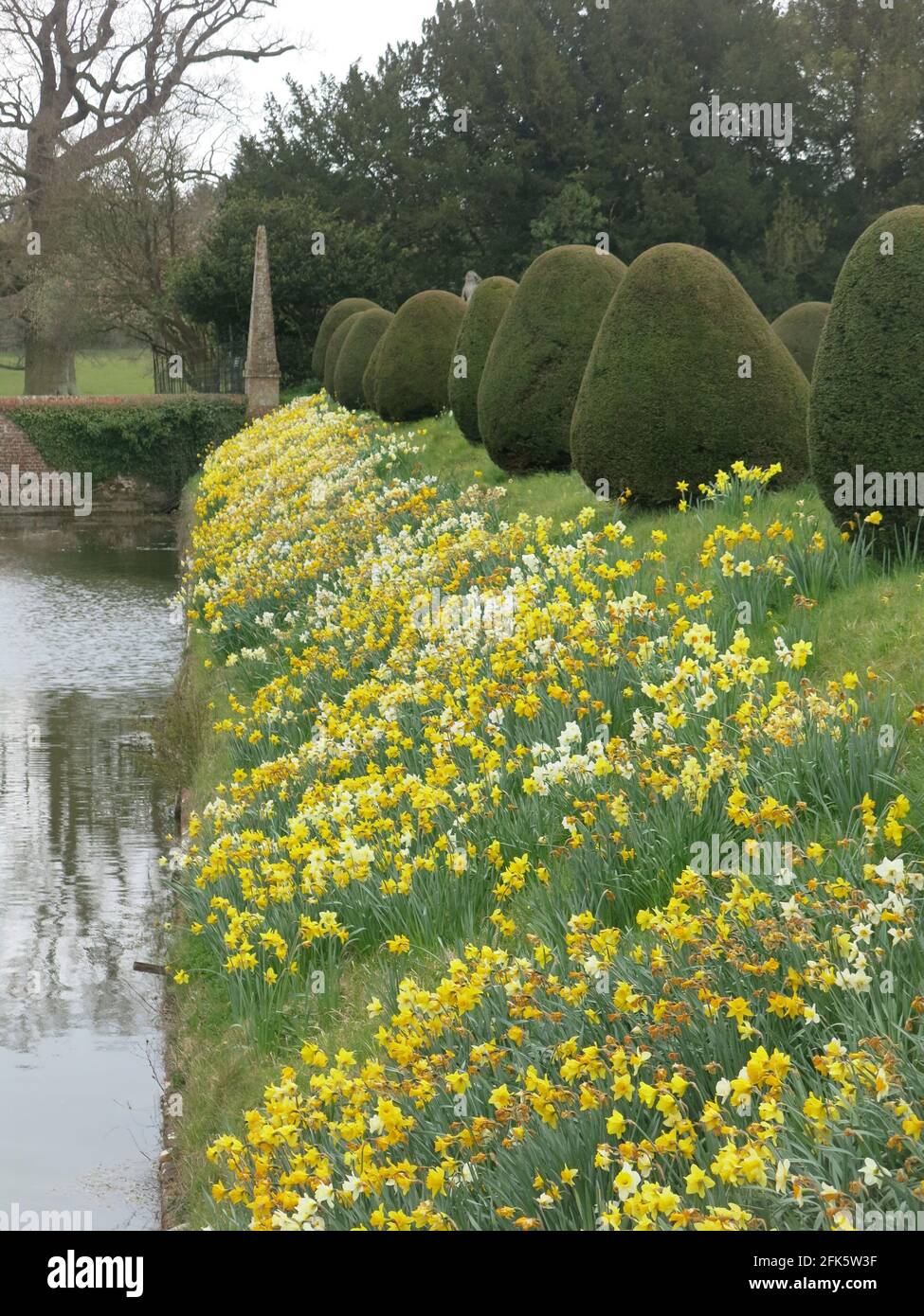 Die abfallenden Seiten des Gartengrabens in Helmingham Hall sind mit Narzissen und Narzissen bedeckt und bilden im April 2021 ein herrliches Pflanzungsprogramm im Frühjahr. Stockfoto