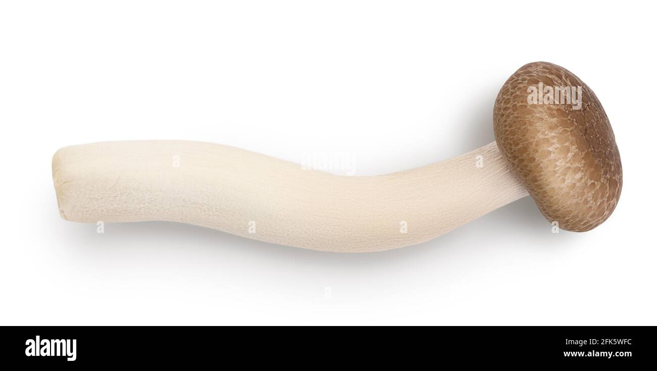 Braune Buchenpilze oder Shimeji-Pilz isoliert auf weißem Hintergrund mit Clipping Pfad und volle Tiefe des Feldes. Stockfoto