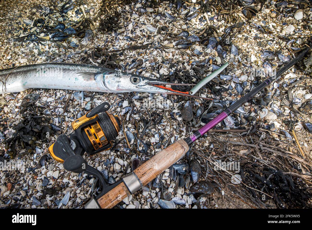 Seegarfisch am Ufer beißt neben einer Gießstange den roten Seidenfaden eines Köders, Frederikssund, Dänemark, 28. April 2021 Stockfoto